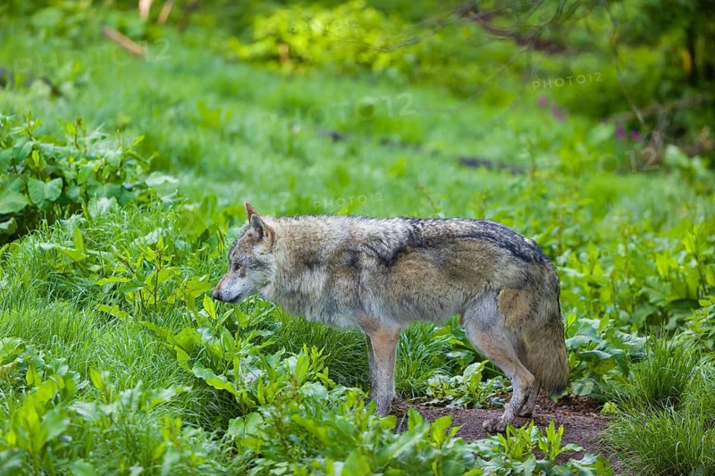 One eurasian gray wolf (Canis lupus lupus) walks over a green meadow in an open forest