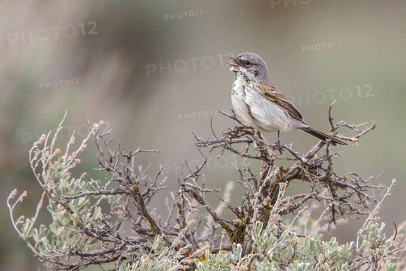 Sagebrush Sparrow (Artemisiospiza nevadensis) perched on a branch in central Washington State, USA