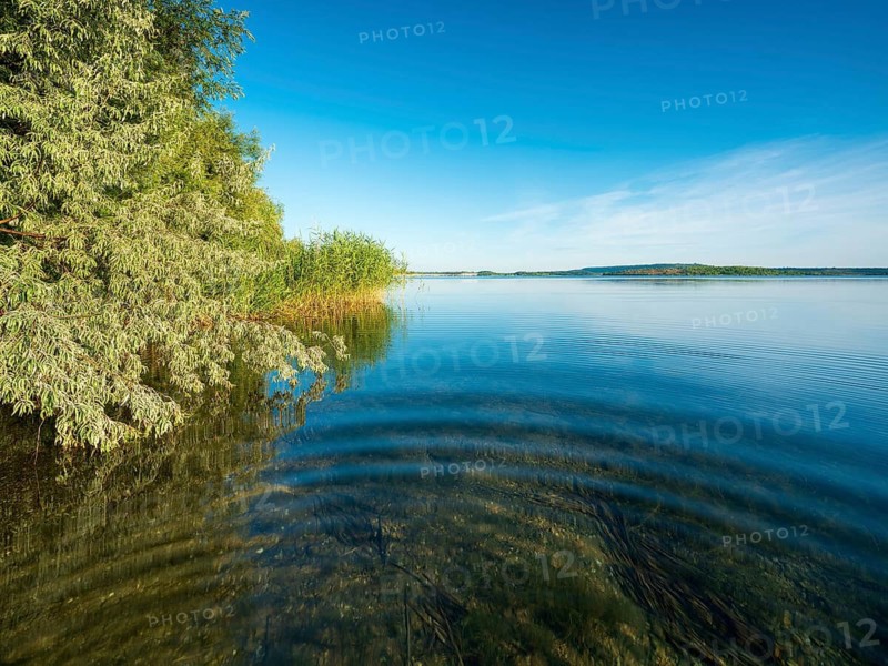 Summer day at the Geiseltalsee, reeds and trees on the shore, blue sky, clear water, Braunsbedra, Saxony-Anhalt, Germany