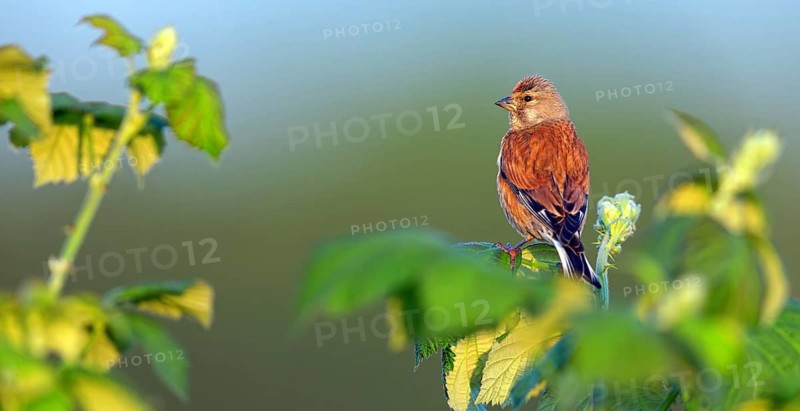 Linnet, Common Linnet, Eurasian Linnet, (Carduelis cannabin), (Acanthis cannabina), Linotte mÈlodieuse, Pardillo Com?n