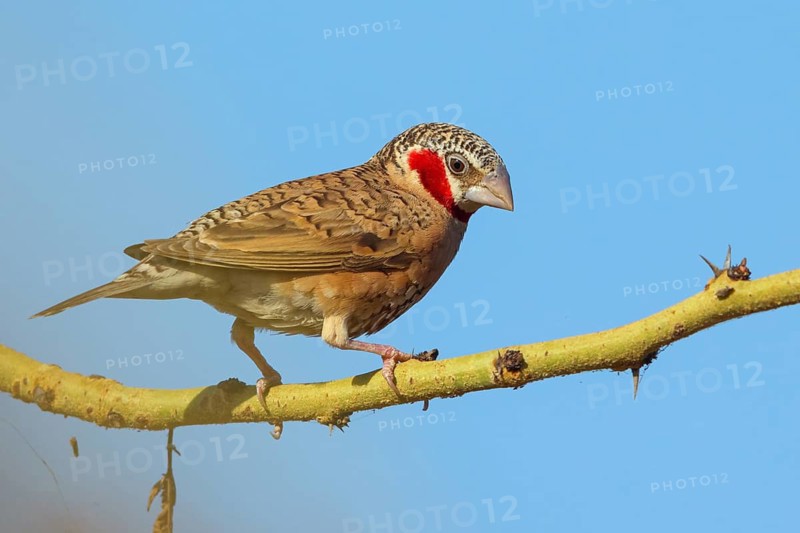 Cut-throat finch (Amadina fasciata), pair, perching station, Road N4 to Kaolack, Firgui, Senegal