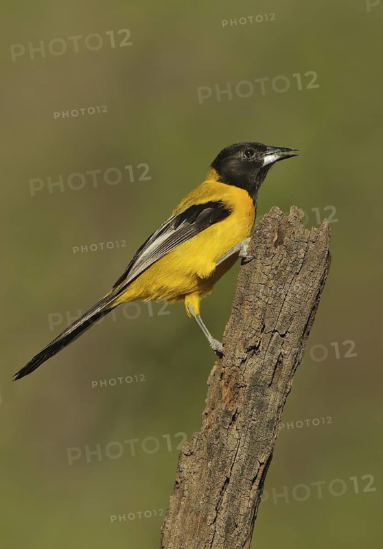 Audubon's Oriole (Icterus graduacauda), Texas, USA