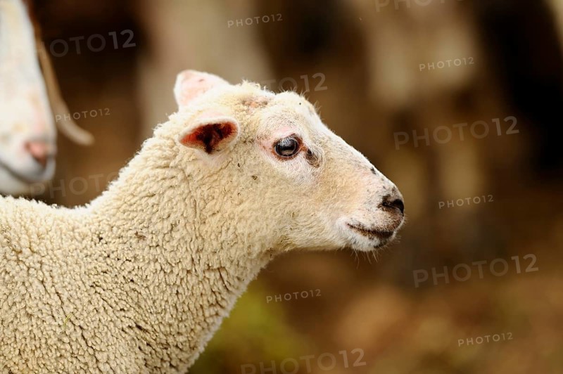 Profile of a young sheep with focus on the head and a blurred background, domestic sheep (Ovis orientalis aries), Franconia