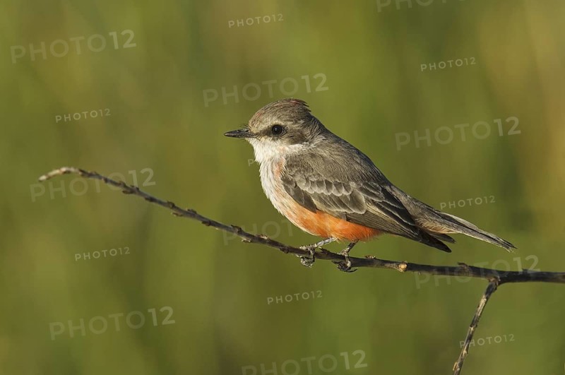 Vermilion Flycatcher (Pyrocephalus rubinus), Arizona, USA