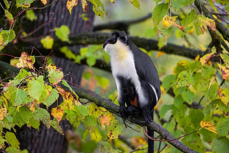 One adult Diana monkey (Cercopithecus diana) sits on a branch of a tree looking around