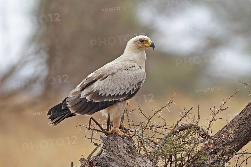 Tawny Eagle (Aquila rapax) juvenile, Samburu, Kenya
