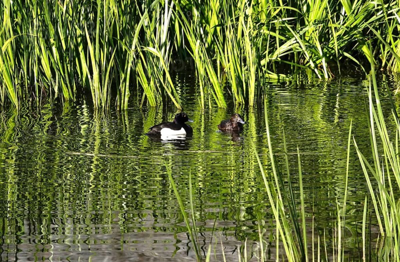Tufted ducks on a lake, May, Germany