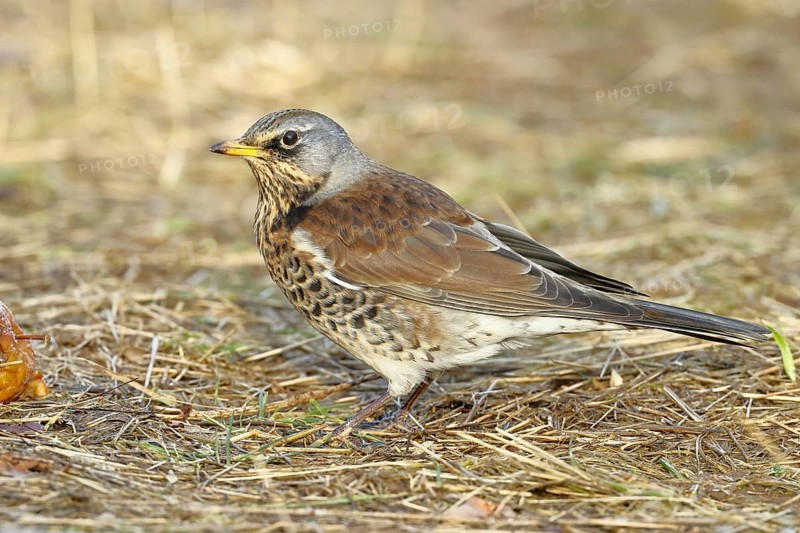 Fieldfare, (Turdus pilaris), in a meadow, animals, birds, family of thrushes, Wilnsdorf, North Rhine-Westphalia, Germany