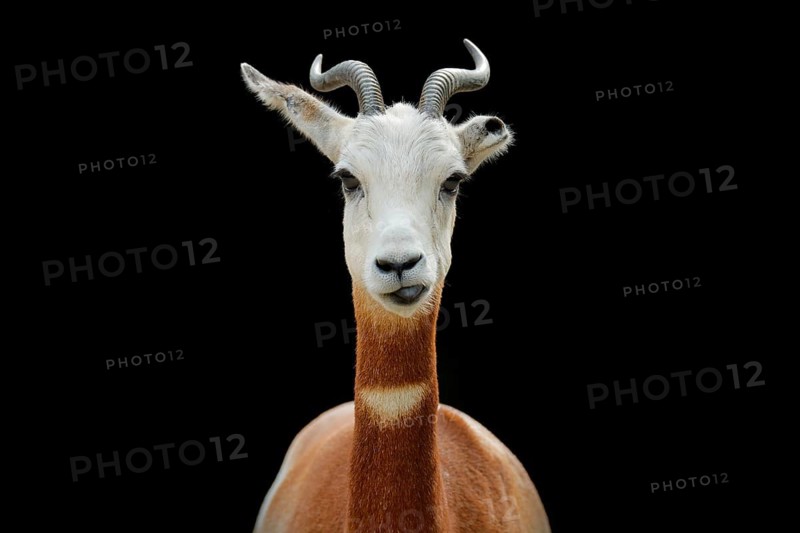 Dama gazelle, addra gazelle, or mhorr gazelle, Nanger dama, detail portrait with horn. Animal from Africa. Close-up portrait of face. of gazelle. Wildlife scene from nature, Niger, Chad and Sudan
