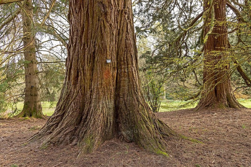 Sequoia trees, giant sequoia (Sequoiadendron giganteum), Batsford Arboretum, Moreton-in-Marsh, Cotswolds, England, Great Britain