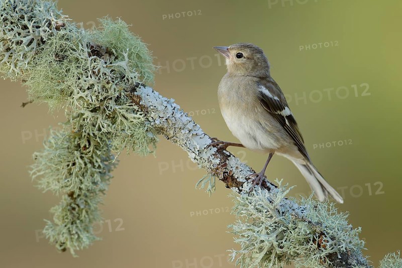 Common Chaffinch (Fringilla coelebs) juvenile perched on lichen covered branch, Andalusia, Spain