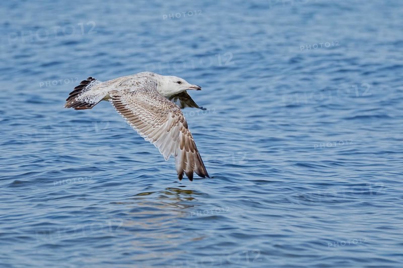 Juvenile herring gull (Larus argentatus) flying low over calm blue sea water with wings fully spread, captured in mid-air with natural light and soft background, Poland