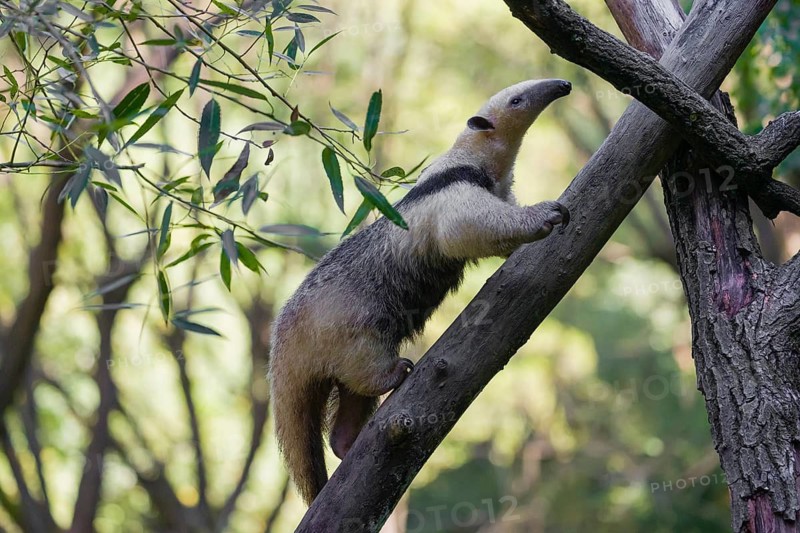 One southern tamandua (Tamandua tetradactyla), climbs up a tree in a forest