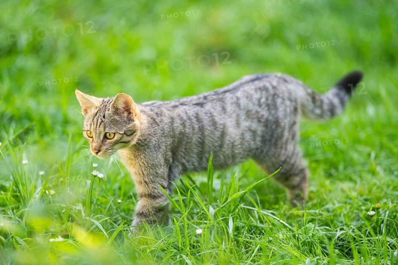 European wildcat (Felis silvestris silvestris) on a meadow, Hesse, Germany