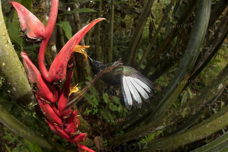 Velvet Purple Coronet at Heliconia flowers. Image taken remotely with a fisheye lens. Mashpi Lodge, Ecuador
