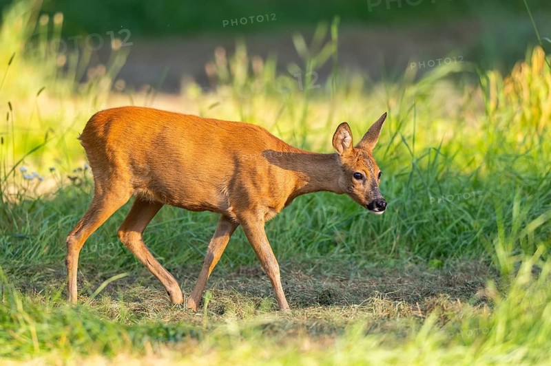 Roe deer (Capreolus capreolus) standing on a meadow, Hesse, Germany