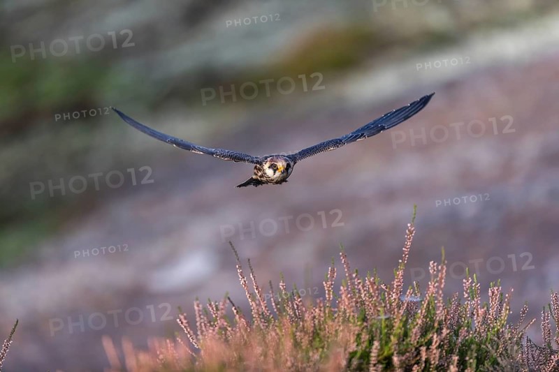 One female red-footed falcon (Falco vespertinus) flying at the edge of a forest. Green vegetation in the background