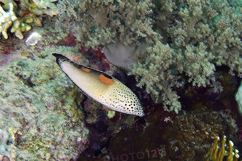 Mirror spot wrasse (Coris aygula)
