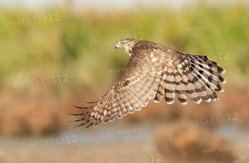 Cooper's Hawk (Accipiter cooperii) flying, Texas, USA