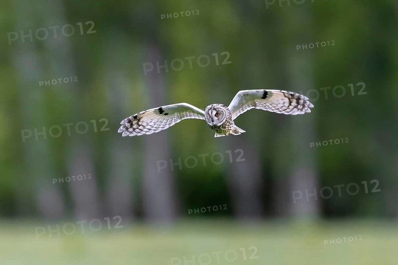Long-eared owl (Asio otus) in flight over grassland at forest edge, hunting for rodents like mice and voles