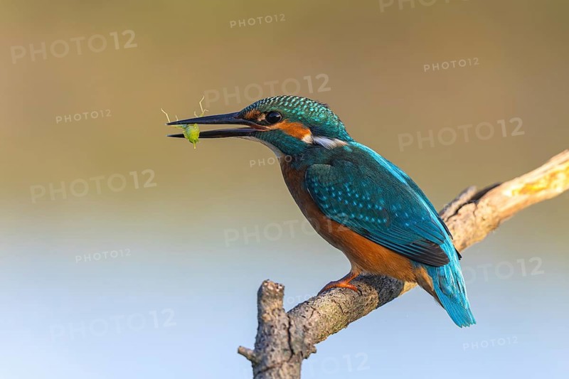 Common Kingfisher (Alcedo atthis) with dragonfly larva prey in its beak, North-Rhine Westphalia, Germany