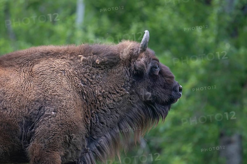 European bison (Bison bonasus) , game park, Bavaria, Germany
