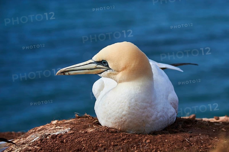 Northern gannet (Morus bassanus) lying on the cliff, wildlife, Helgoland, Germany