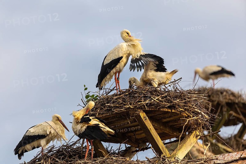 Group of white storks (Ciconia ciconia) on their nests, birds, Affenberg Salem, Linzgau, Baden-Württemberg, Germany