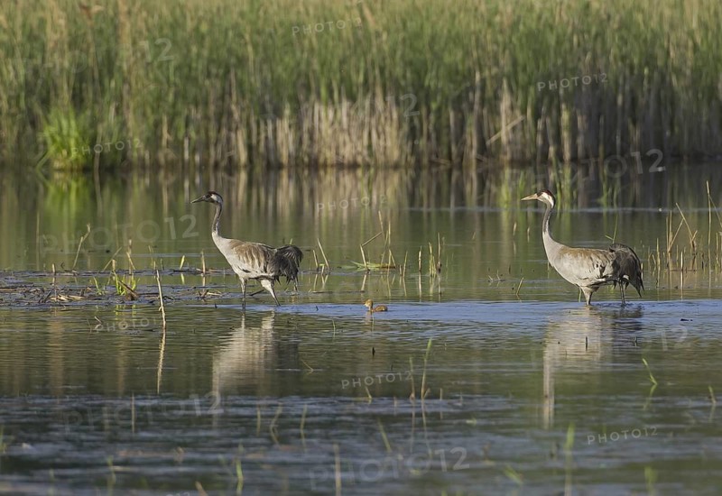 Common Crane (Grus grus), Saxony, Germany