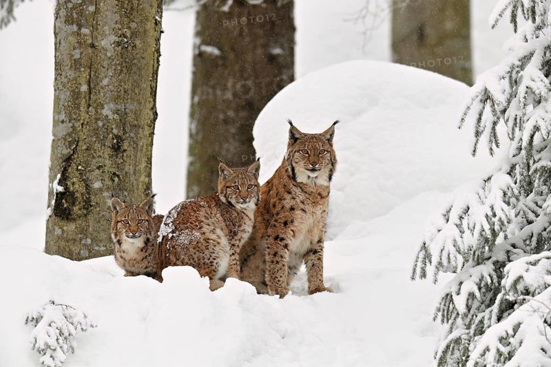 Eurasian lynx (Lynx lynx), mother sitting with cubs in the snow, captive, Germany