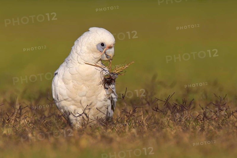 Little Corella (Cacatua sanguinea), Western Australia, Australia