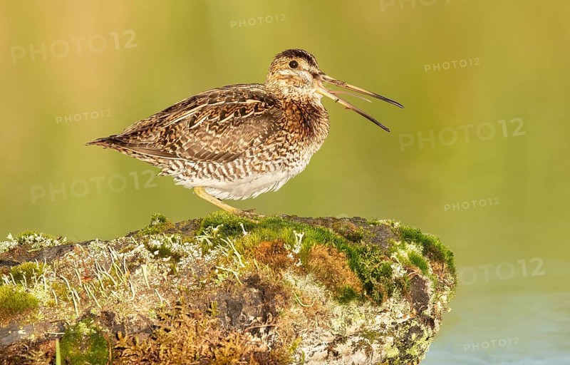 Wilson's Snipe (Gallinago delicata) calling, British Columbia, Canada