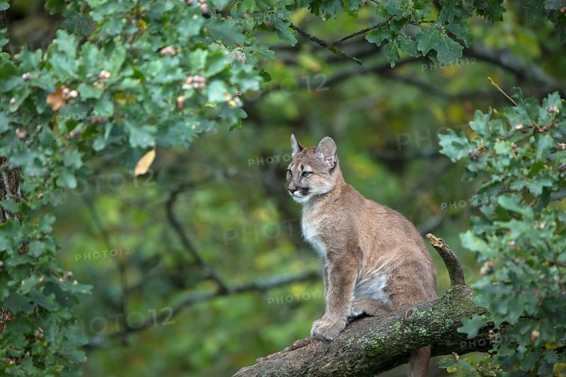 One young cougar, Puma concolor, sitting on a big branch high up in an oak tree