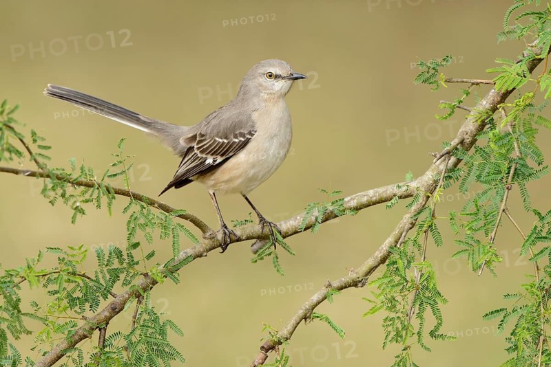 Northern Mockingbird (Mimus polyglottos), Texas, USA