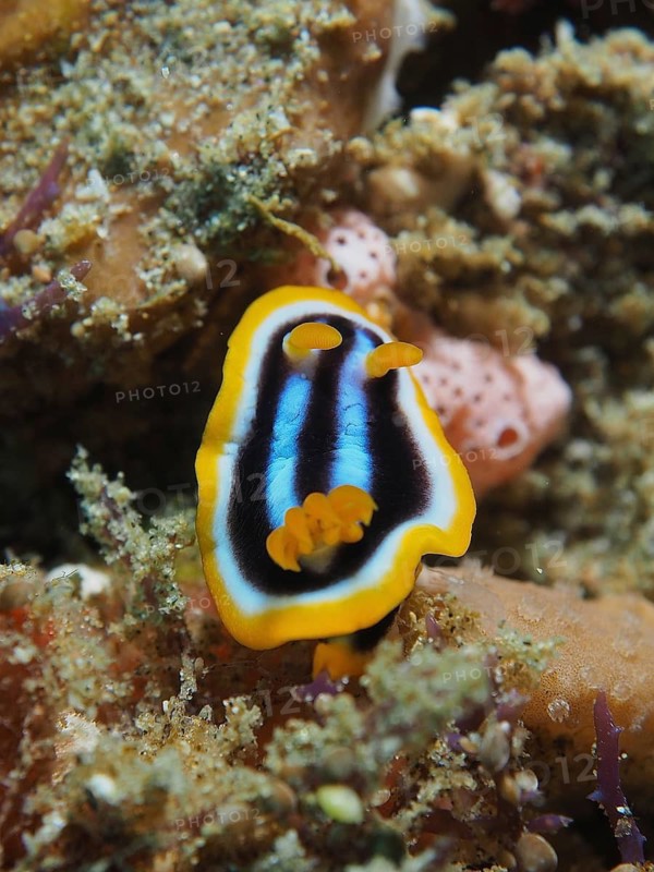 African star snail (Chromodoris africana)