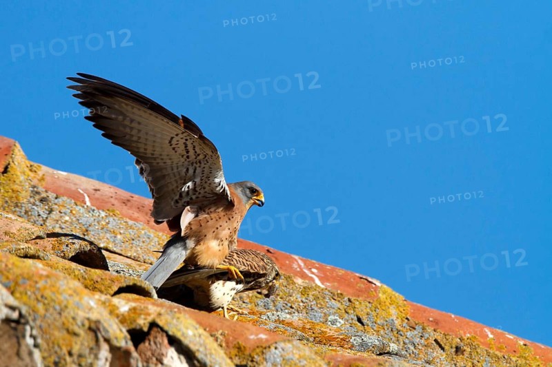 Lesser Kestrel (Falco naumanni) pair mating, Castile-La Mancha, Spain