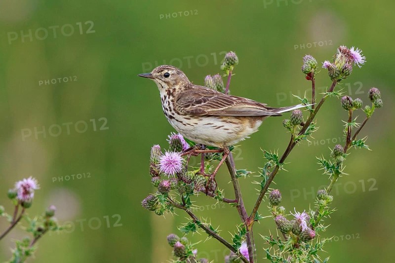 Meadow Pipit (Anthus pratensis) perched on thistle, North Rhine-Westphalia, Germany