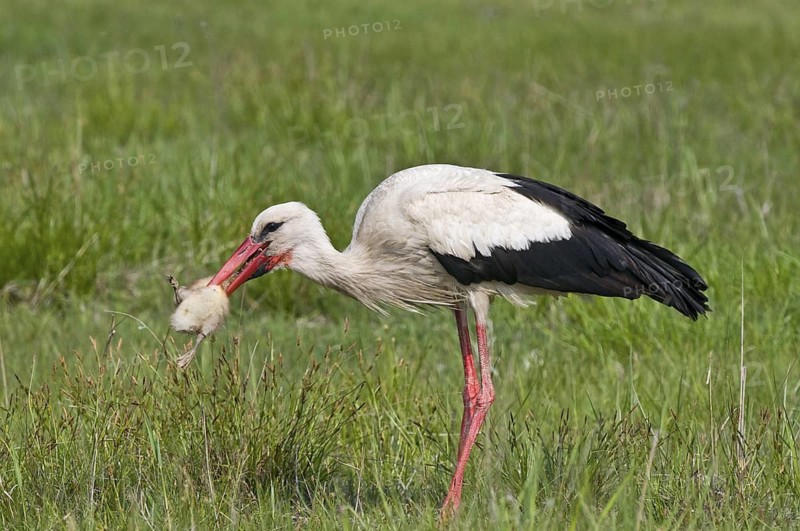 Weissstorch (Ciconia ciconia) White Stork