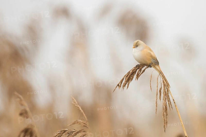 Bearded Reedling (Panurus biarmicus) female, Baden-Wuerttemberg, Germany