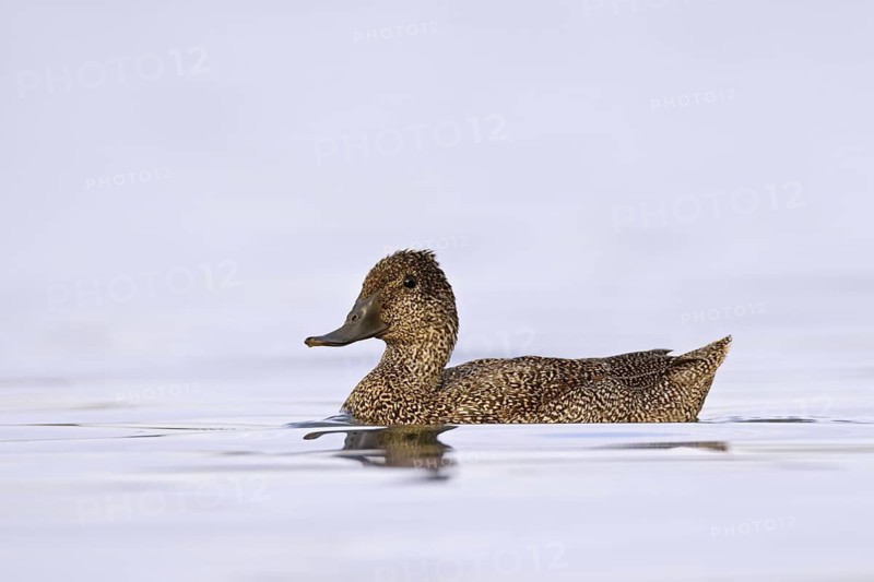 Freckled Duck (Stictonetta naevosa), Western Australia, Australia