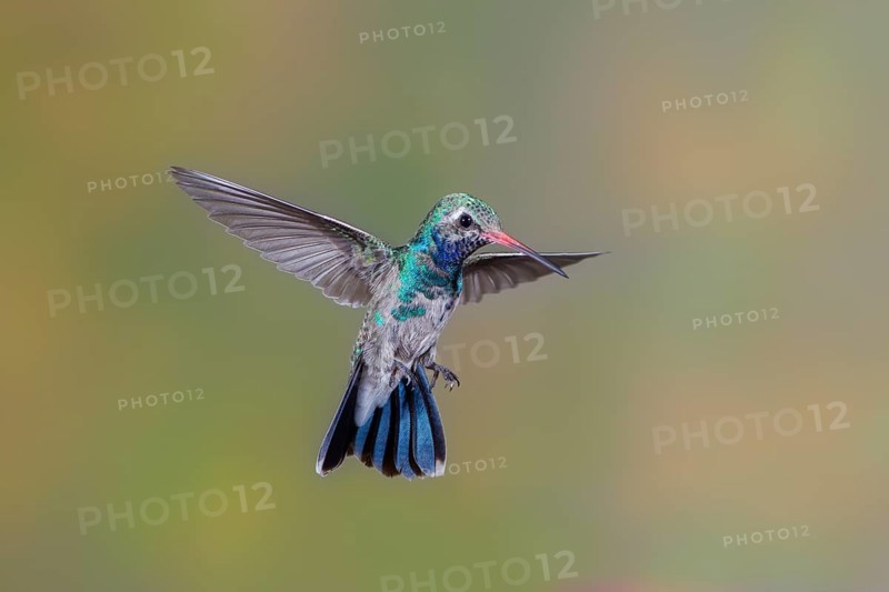 Broad-billed Hummingbird Cynanthus latirostris Tucson, Pima County, Arizona, United States 14 July Immature Male Trochilidae