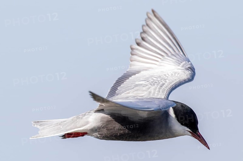 Whiskered Tern (Chlidonias hybrida) flying, Romania
