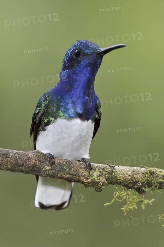 White-necked Jacobin (Florisuga mellivora), Ecuador