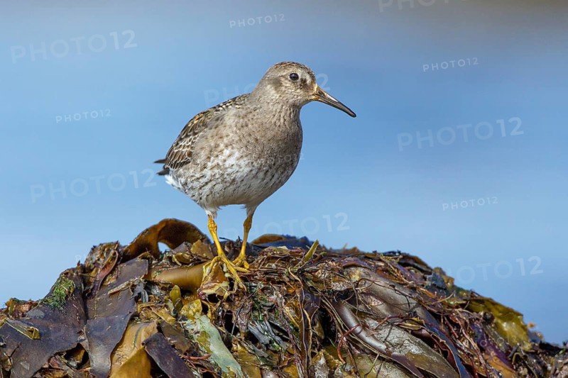 Purple Sandpiper (Calidris maritima), Iceland