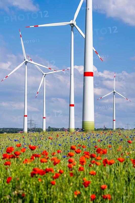 Wind farm, field with flower strips, insect-friendly border of fields with mixed flowers, poppies, north of Marsberg, Hochsauerlandkreis, North Rhine-Westphalia, Germany