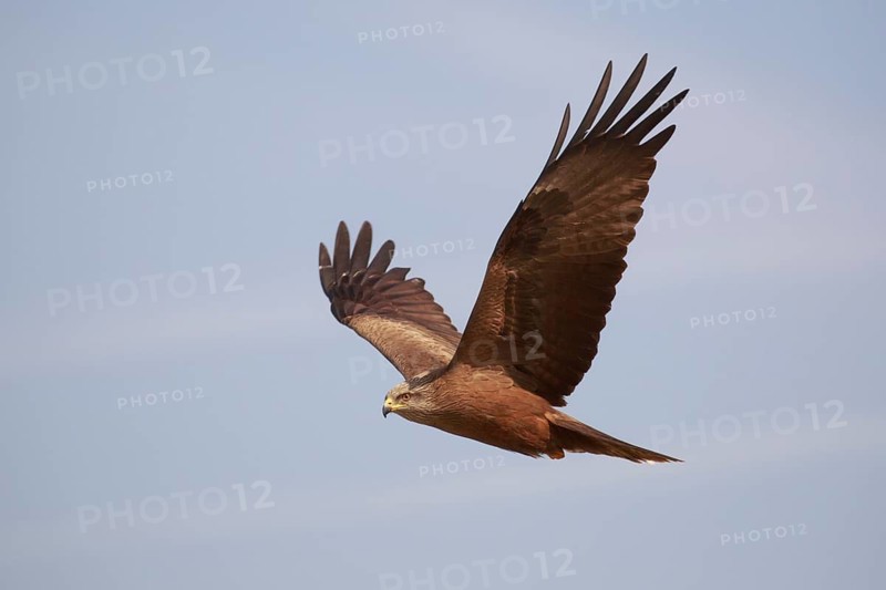 Black Kite (Milvus migrans) flying, Spain