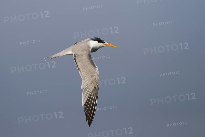 Lesser Crested Tern (Thalasseus bengalensis) flying, Oman