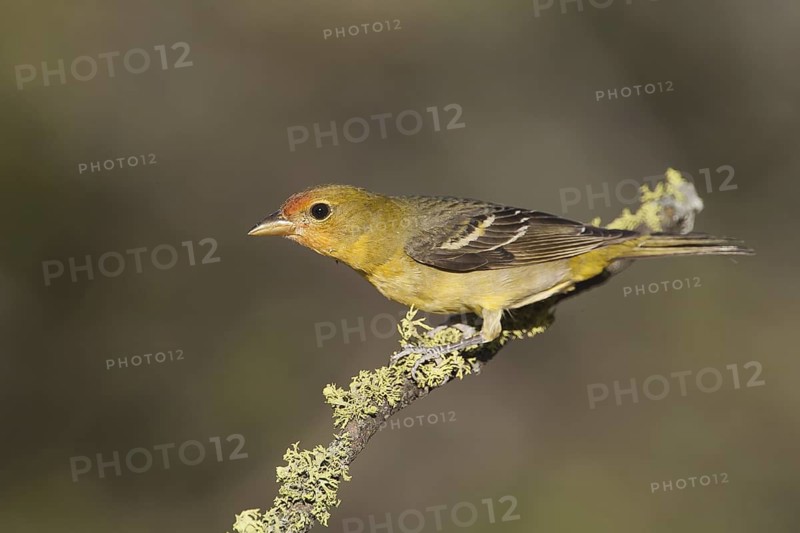 Western Tanager (Piranga ludoviciana) female, California, USA