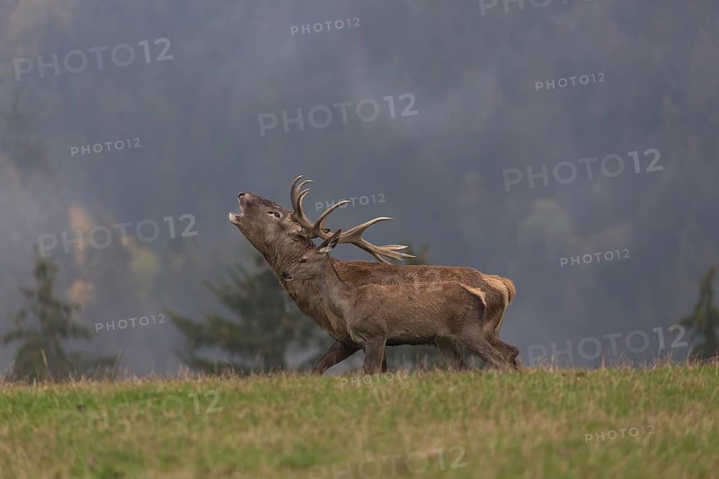 Red Deer buck standing on a meadow in autumn. Fog and trees in the background. Rutting season, rutting call