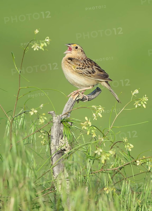 Grasshopper Sparrow (Ammodramus savannarum) singing, Colorado, USA